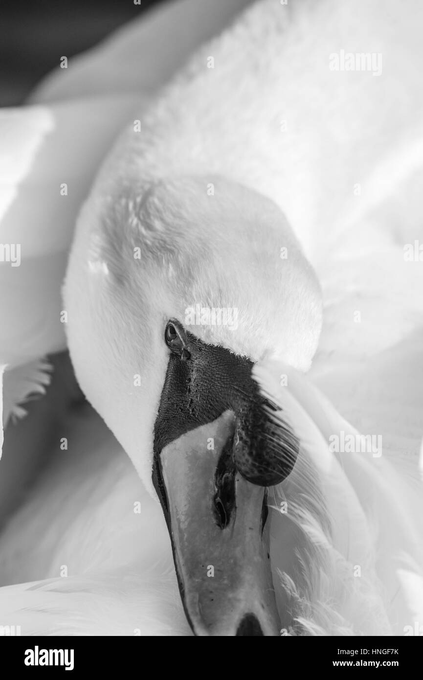 Mute swan. Stock Photo