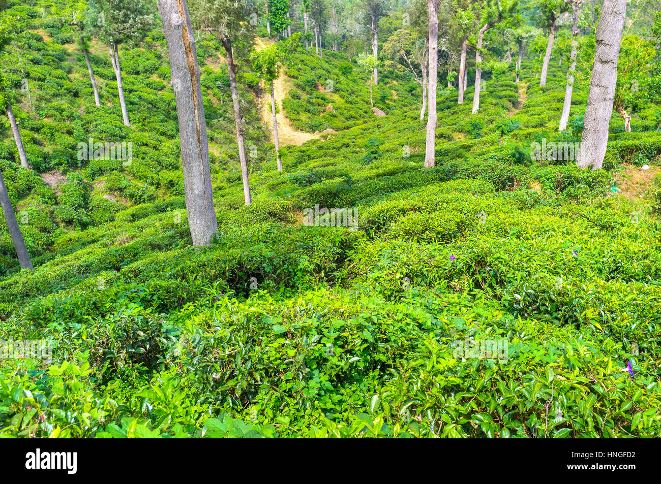 Tea crops cultivated on hill slopes and getting maximum sunlight during the day, Sri Lanka Stock