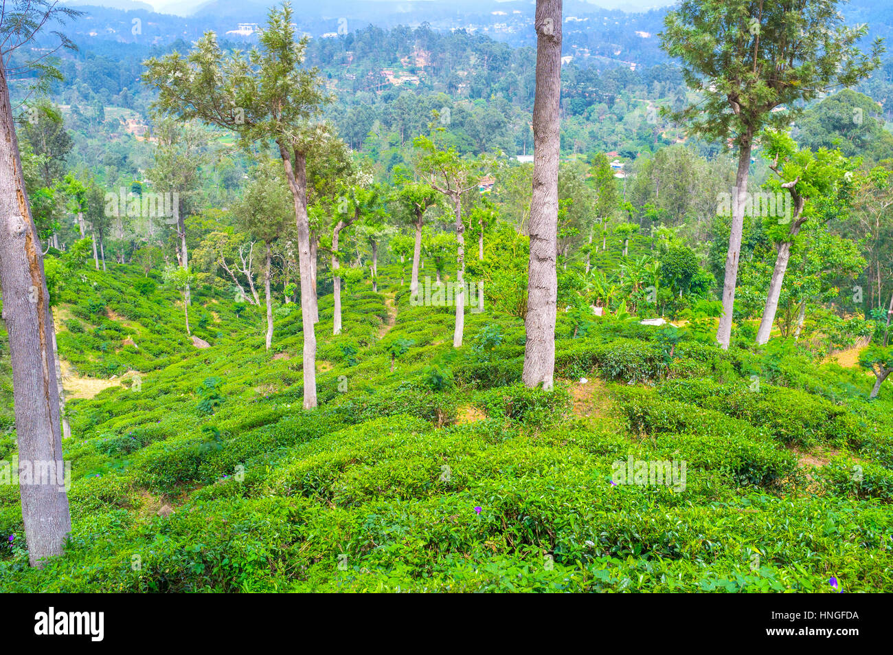 Tea is the most cultivated crop in Sri Lanka that grows on the best hill of the island Stock Photo