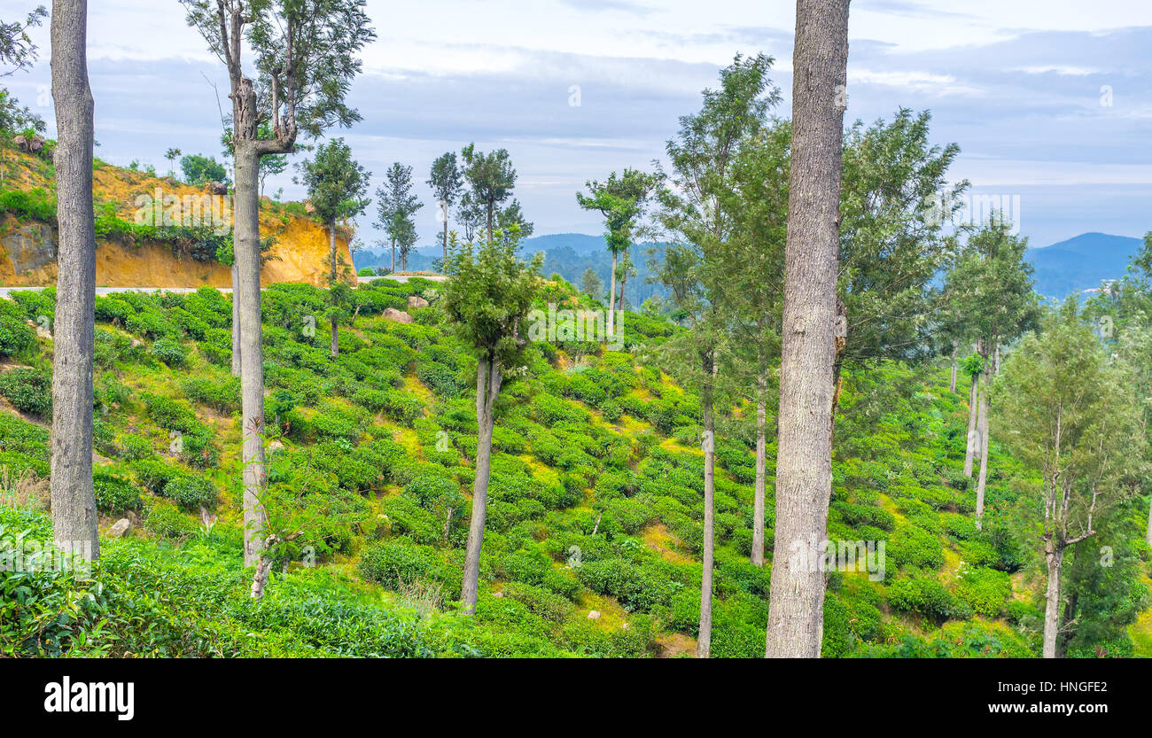 The best sunny hills of Sri Lanka are covered with tea shrubs, Haputale Stock Photo