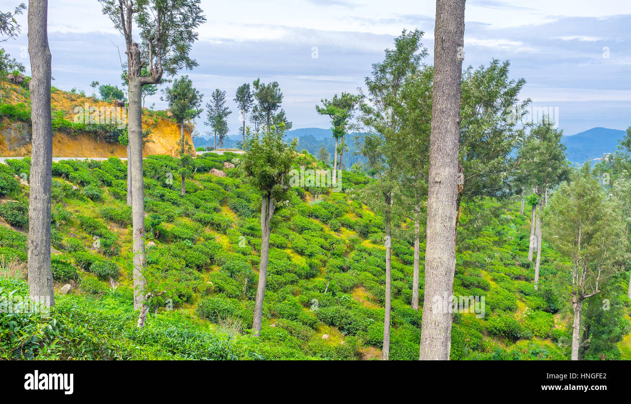 Halaba Tree Names Of Shrubs In Sri Lanka at Carol Hay blog