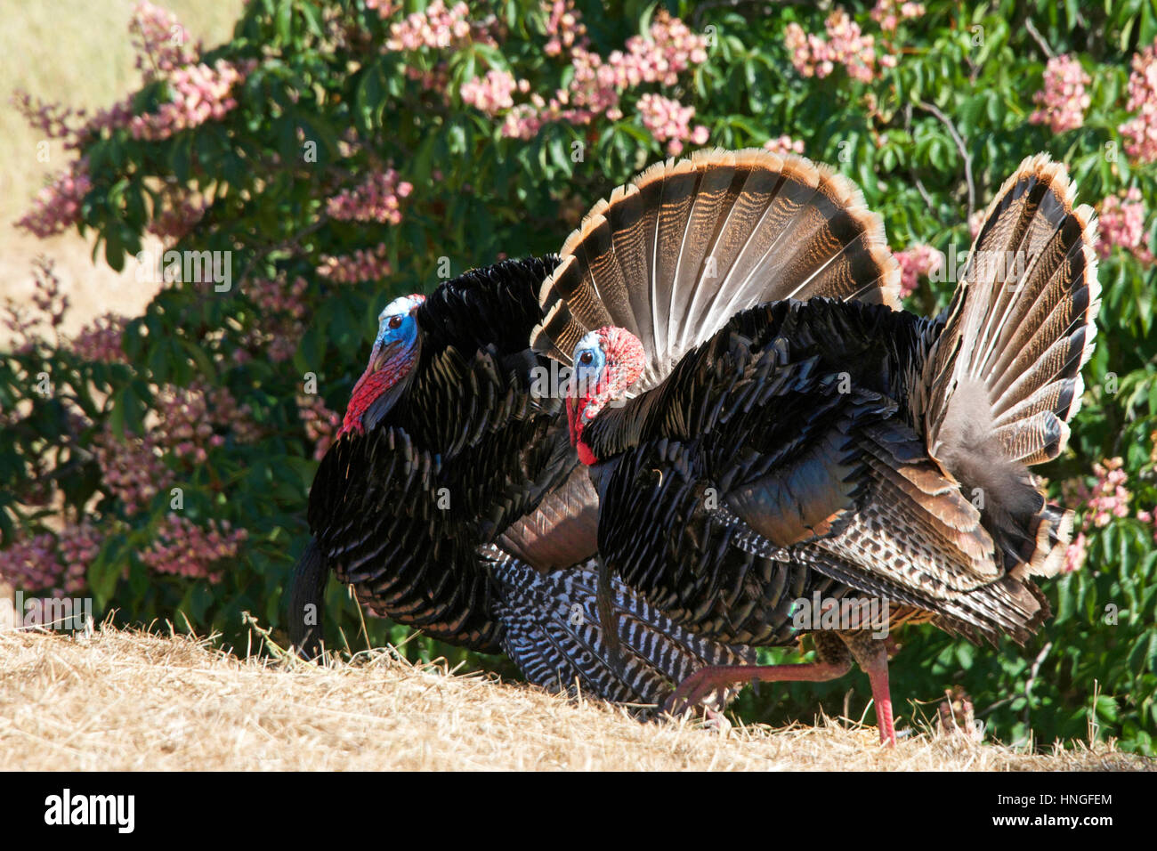 Two male turkeys strutting side by side towards the females in Hayward California. Wild turkeys. Stock Photo