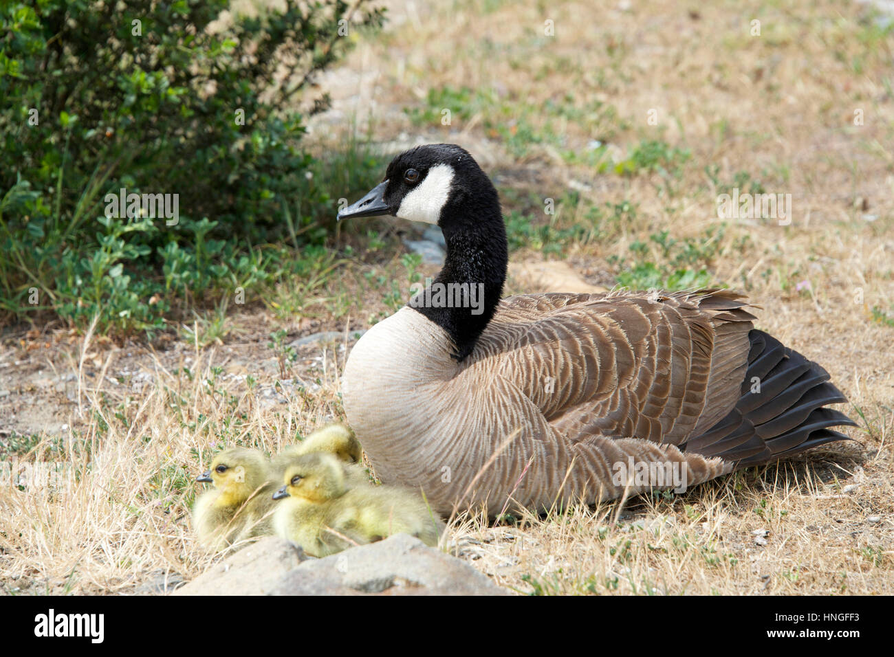 Canada goose female cheap