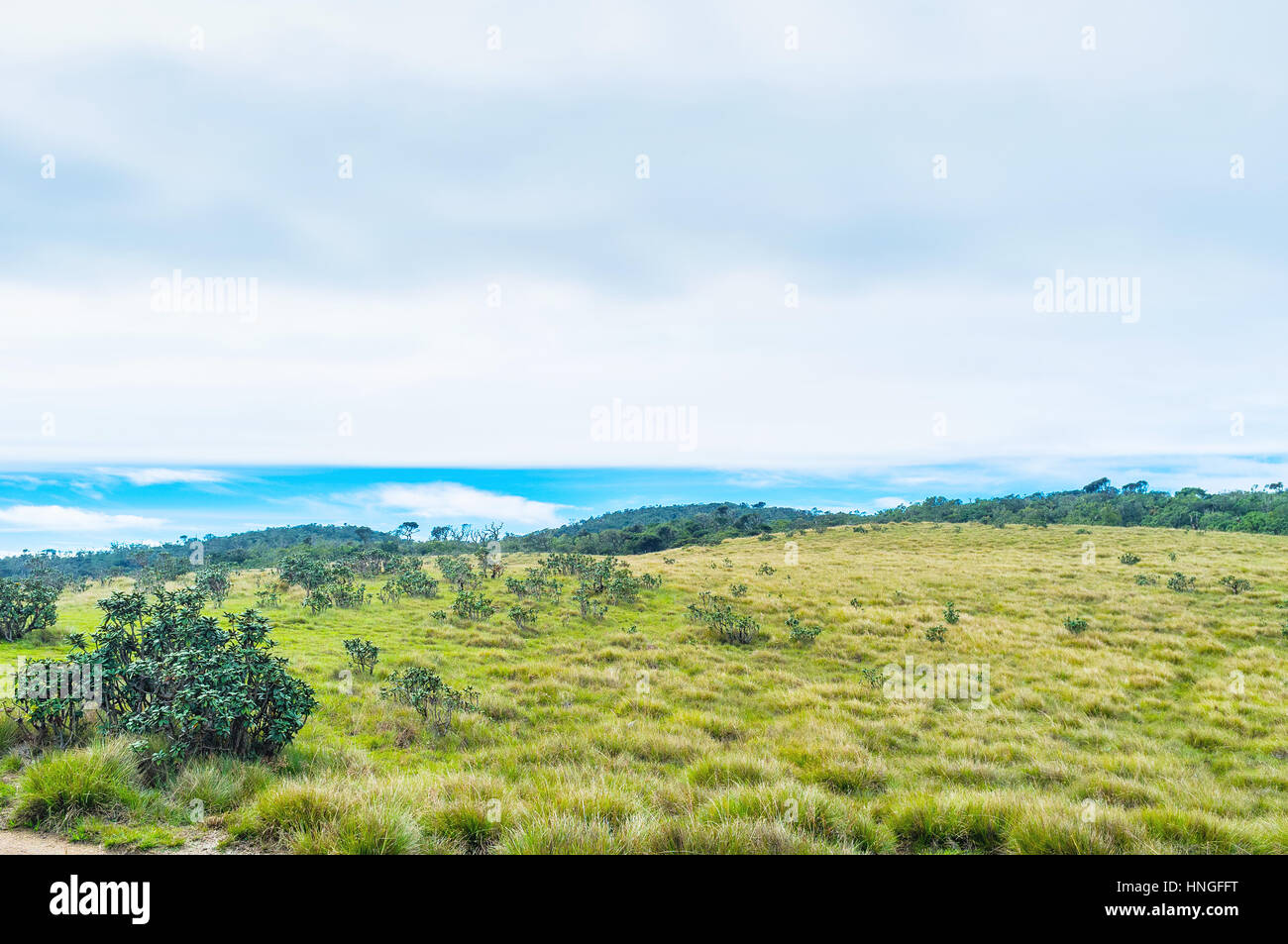 Almost third of territory of Horton Plains Park is grass covered with