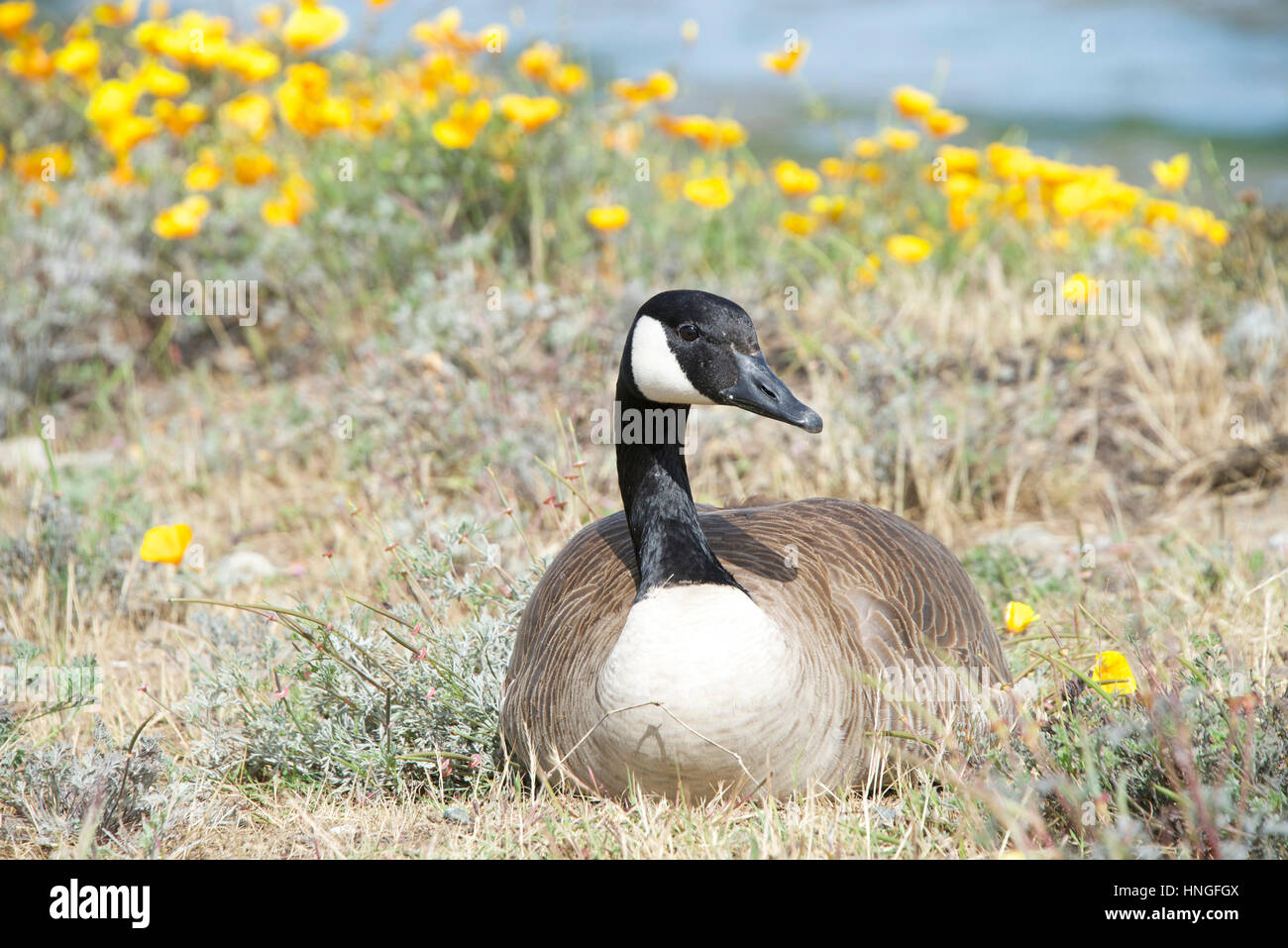 Male Canada goose, scientific name Branta canadensis, resting, but on guard near his female and