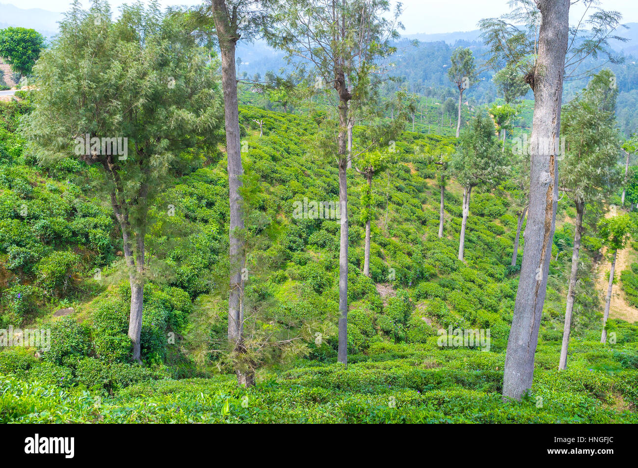 The best way to feel the spirit of Sri Lanka is to visit tea region of the island Stock Photo