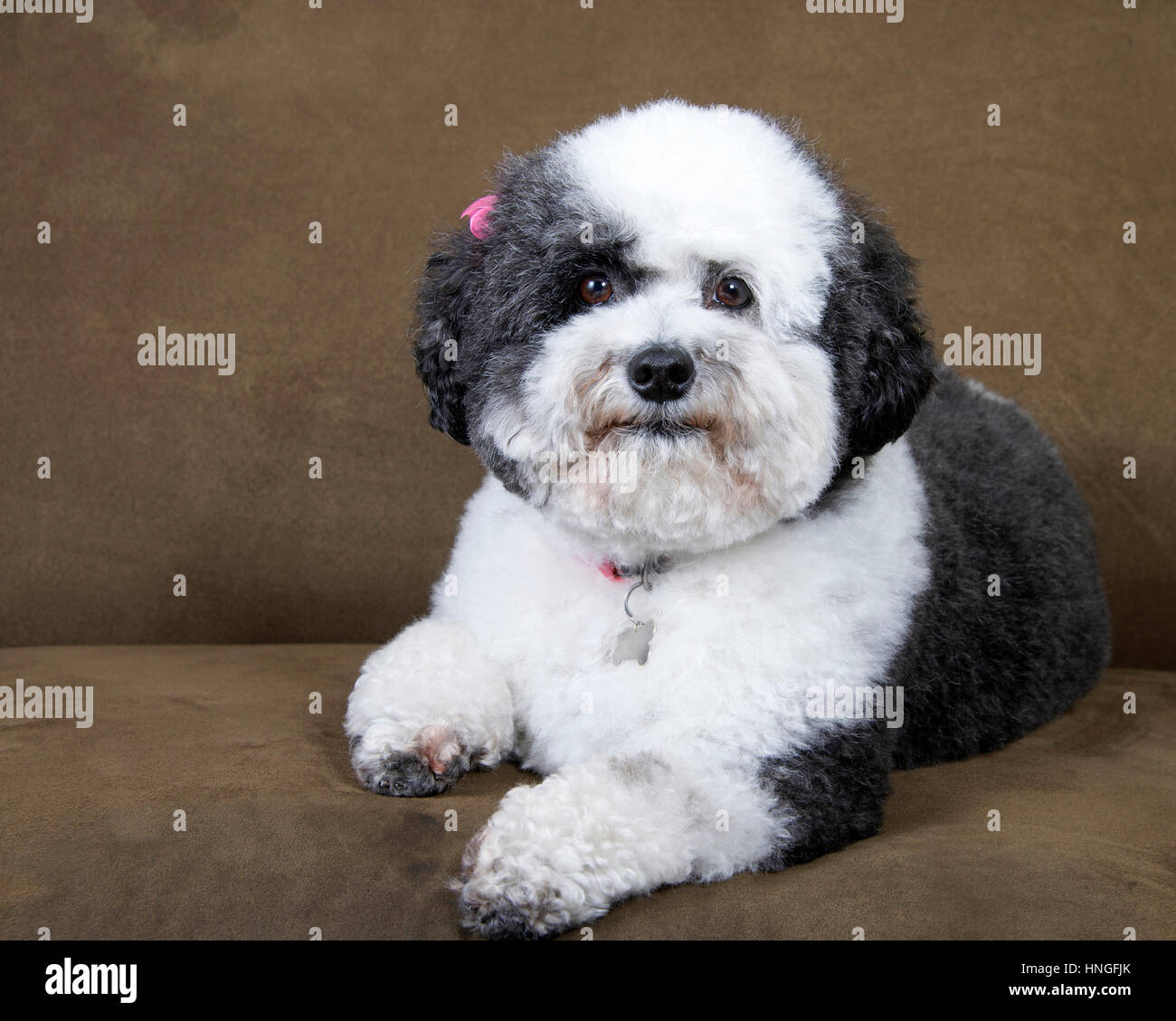 black and white poodle mix recently groomed with pink bows in hair wearing a collar with ID tags sitting on a brown sofa Stock Photo