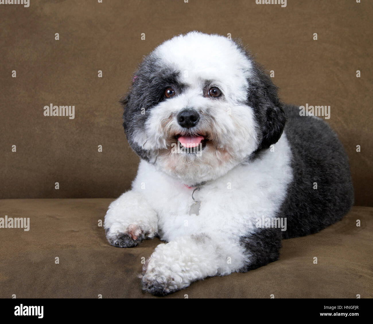 black and white poodle mix recently groomed with pink bows in hair wearing a collar with ID tags sitting on a brown sofa Stock Photo