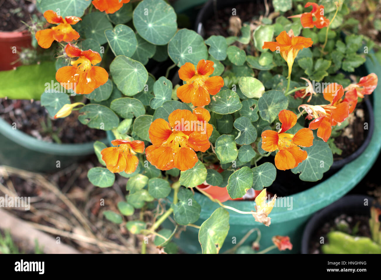 Nasturtium plant also known as Tropaeolum majus with flowers  growing in a pot Stock Photo