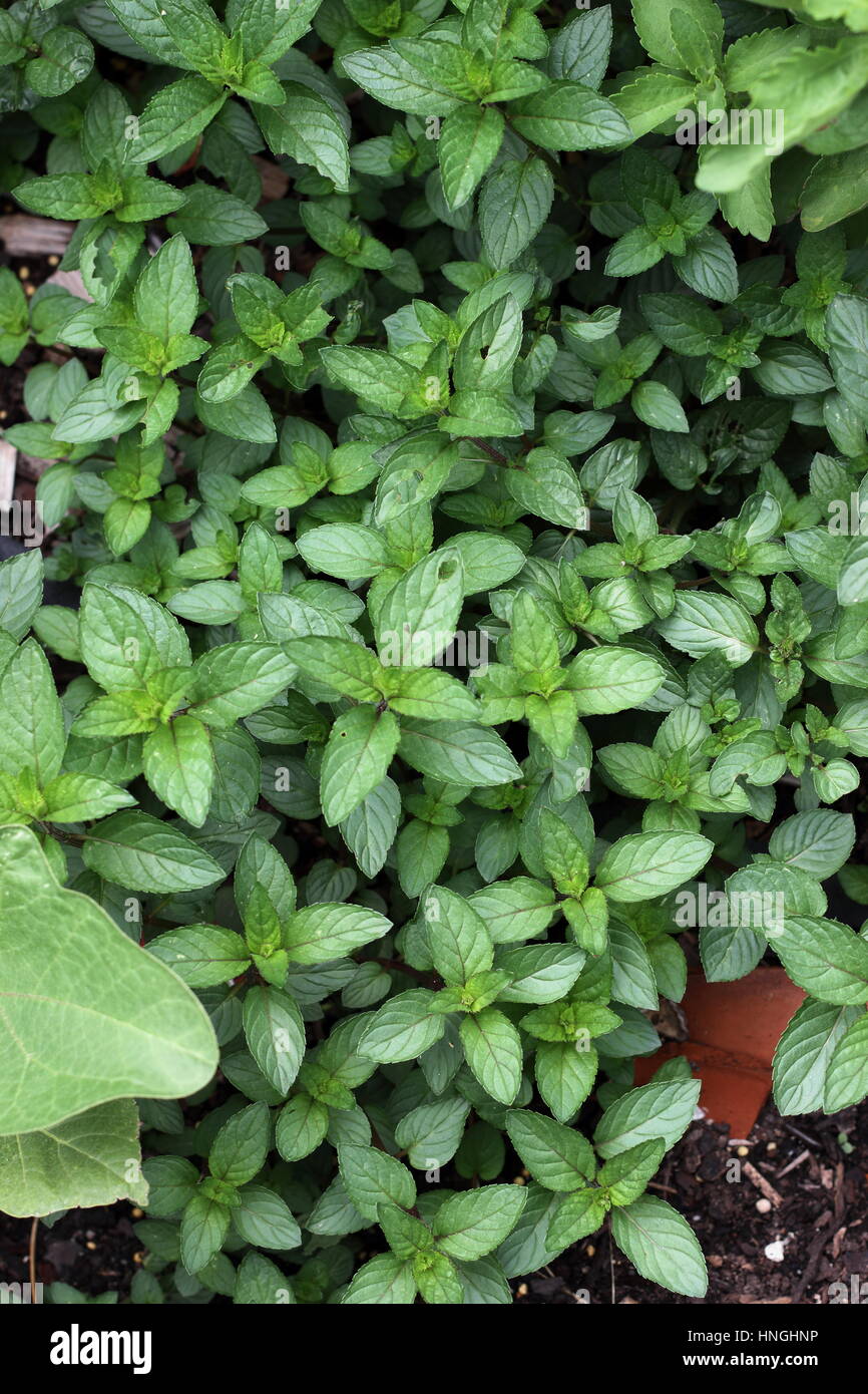 Growing organic peppermint Stock Photo