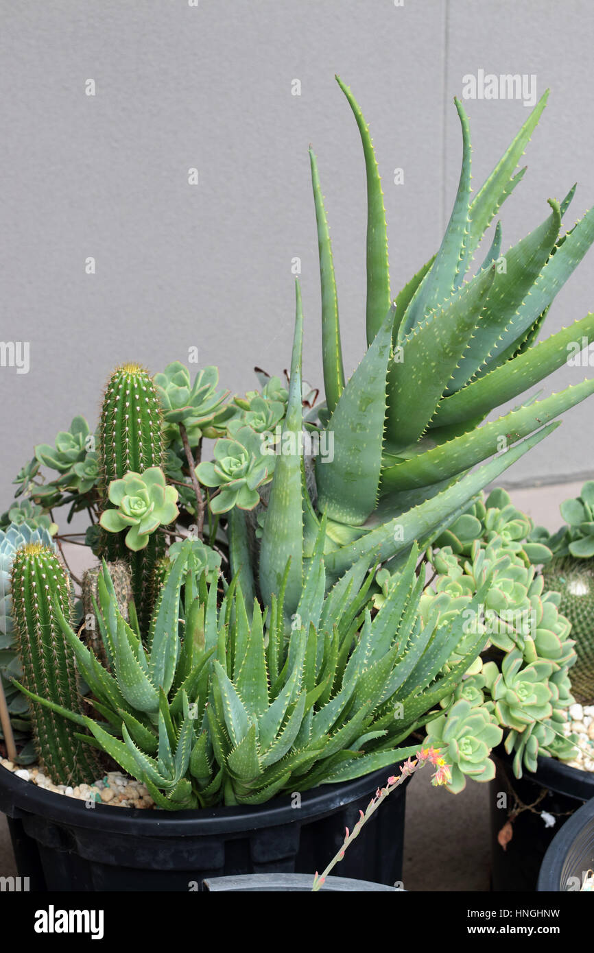 Varieties of cactus and succulents growing in a pot Stock Photo