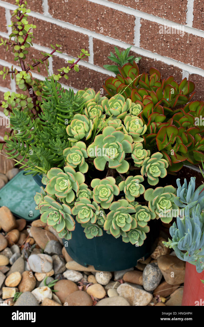 Mixed succulents such as  Aeonium haworthii, Jade pna,t Money plant growing in a pot against brick wall Stock Photo