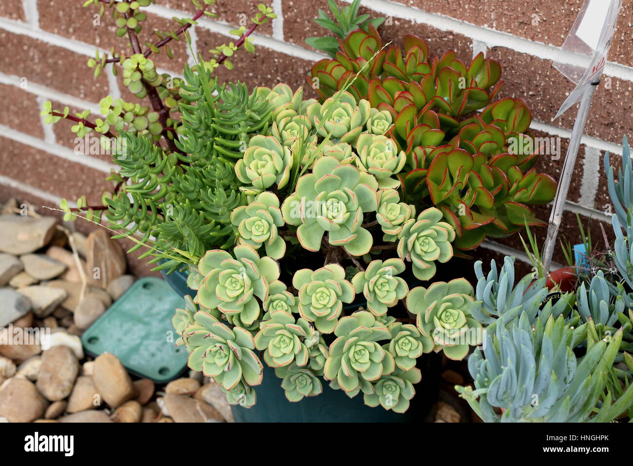 Mixed succulents such as  Aeonium haworthii, Jade pna,t Money plant growing in a pot against brick wall Stock Photo