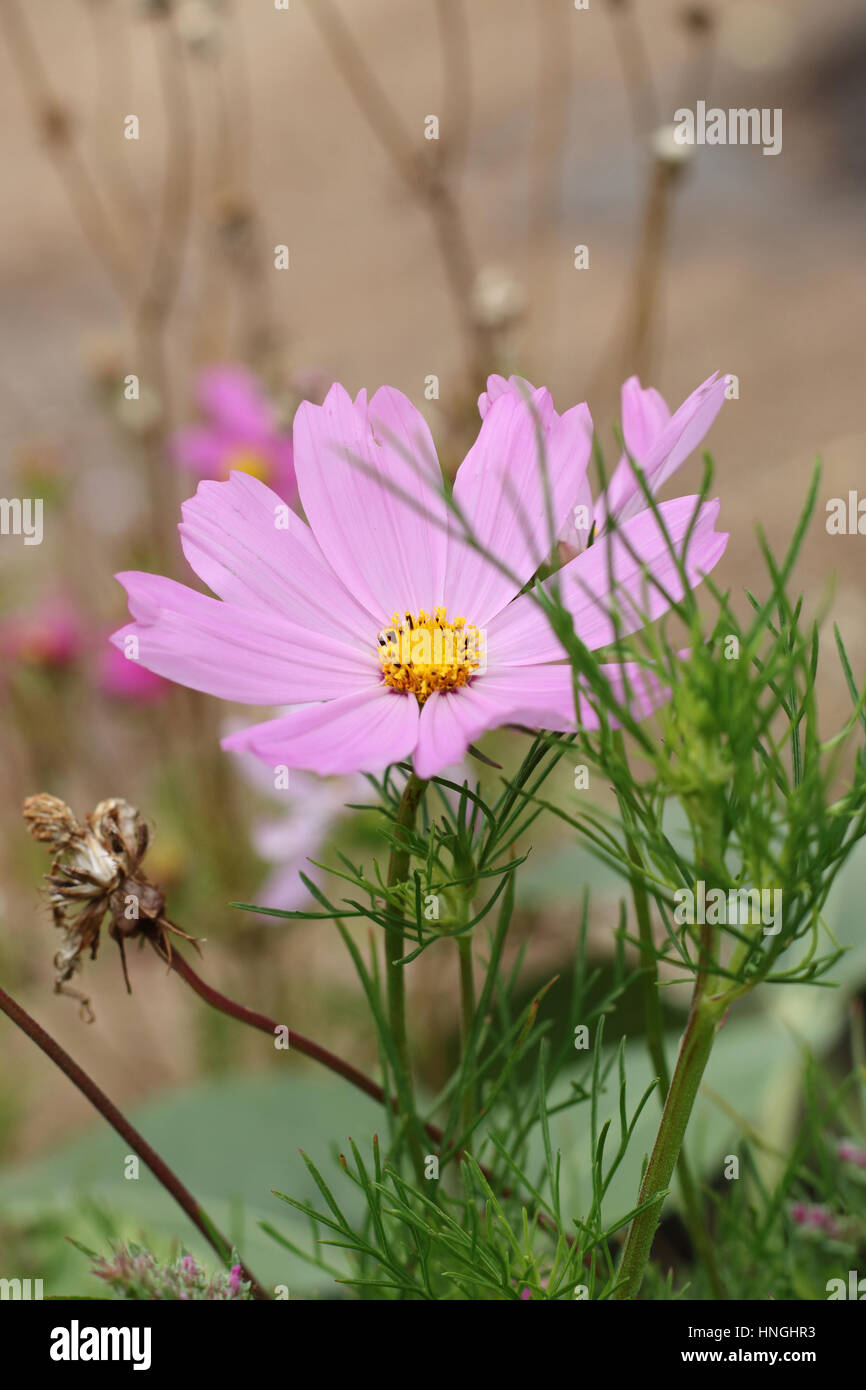 Close up of Pink Cosmos bipinnatus or known as Mexican Aster, Cut Leaf Cosmos in full bloom Stock Photo