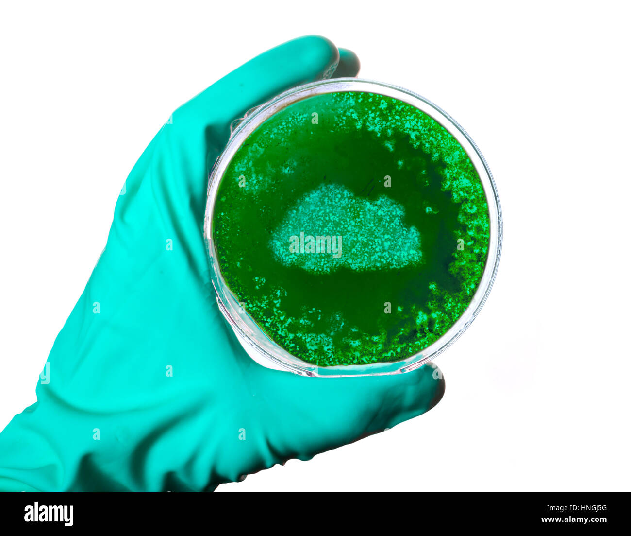 A scientist holding a petri dish with germs in the shape of Bhutan.(series Stock Photo Alamy