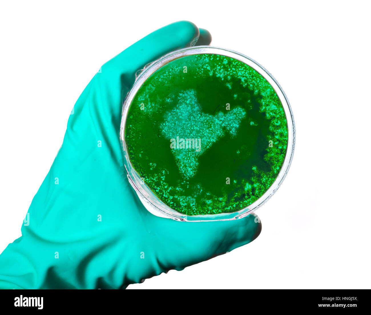 A scientist holding a petri dish with germs in the shape of India