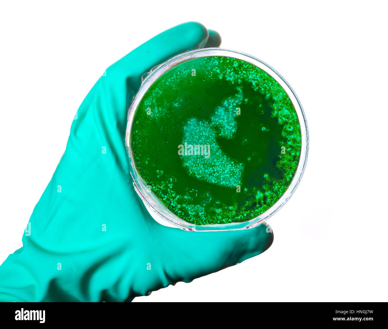 A scientist holding a petri dish with germs in the shape of Northwest