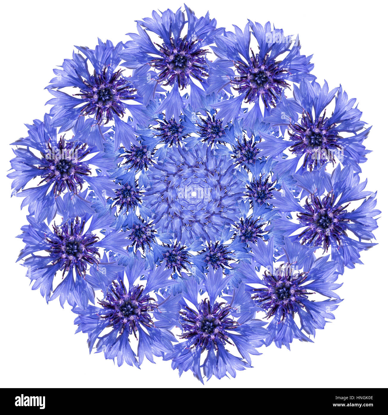 Flower mandala. Cornflower blue floral circular design Stock Photo