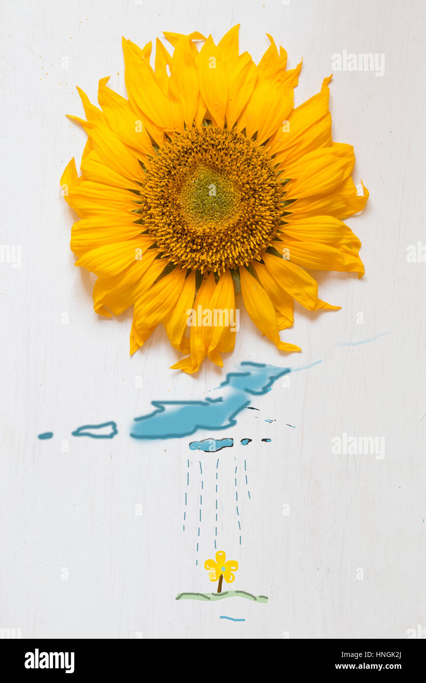 Spring concept, sunflower - sun and rain with clouds Stock Photo