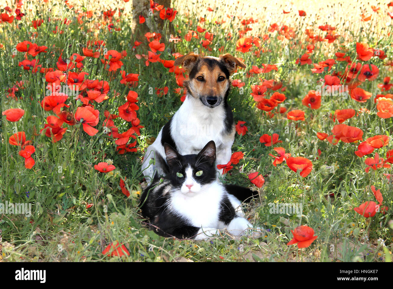 Black and white jack russell hires stock photography and images Alamy