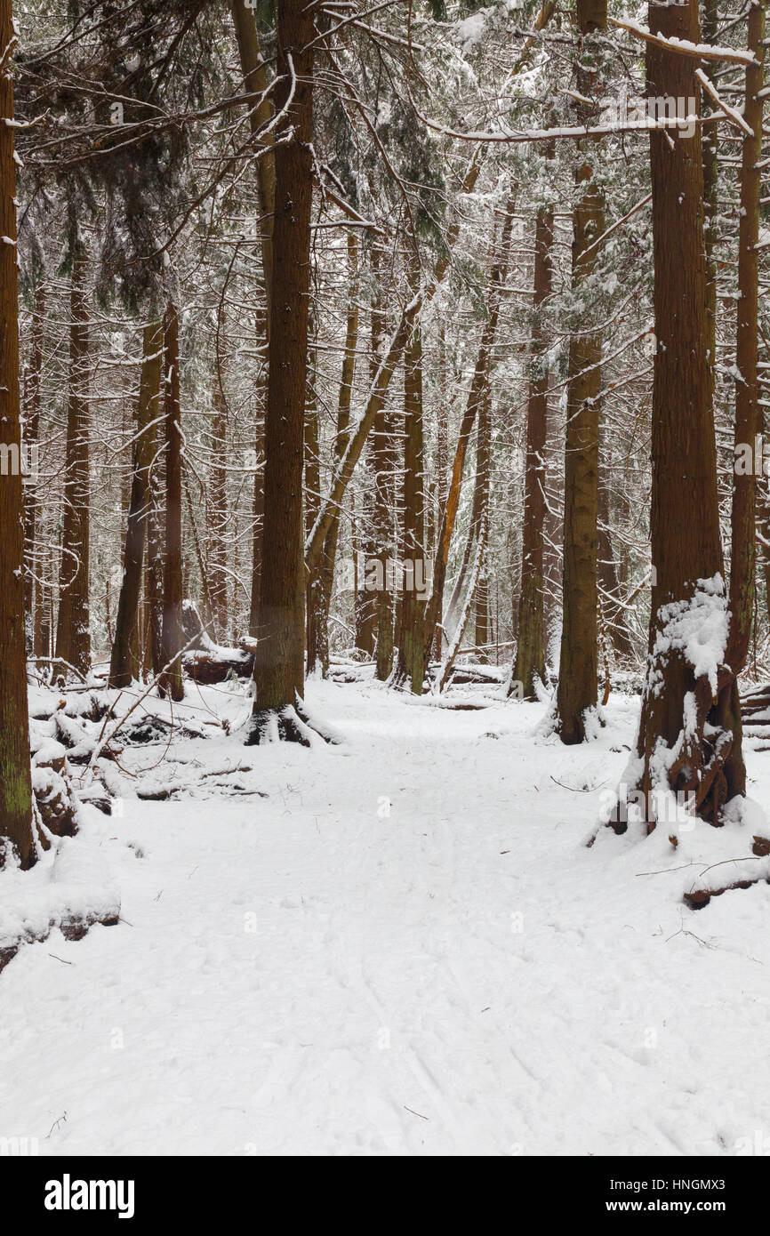 Trail through a temperate rain forest in winter with fresh snow Stock Photo