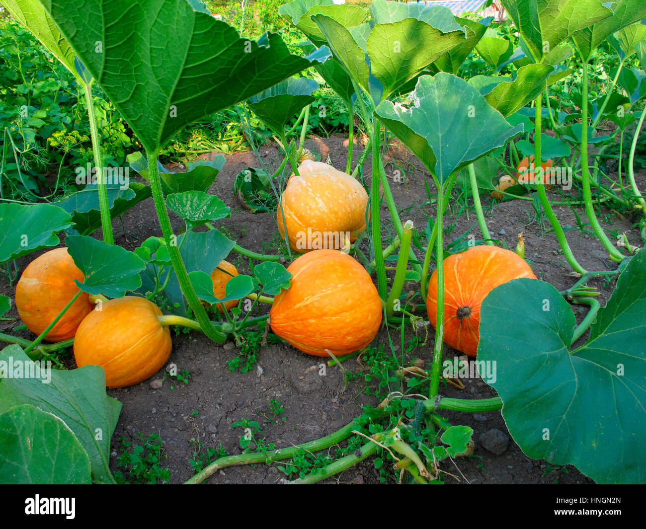 Big orange pumpkins growing in the garden Stock Photo - Alamy