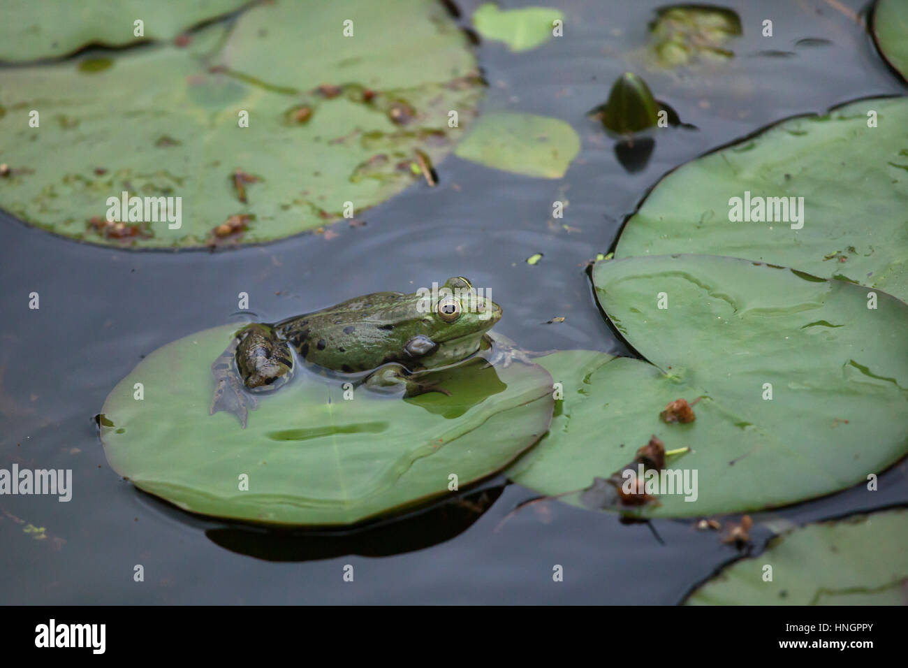 Marsh frog (Pelophylax ridibundus). Stock Photo