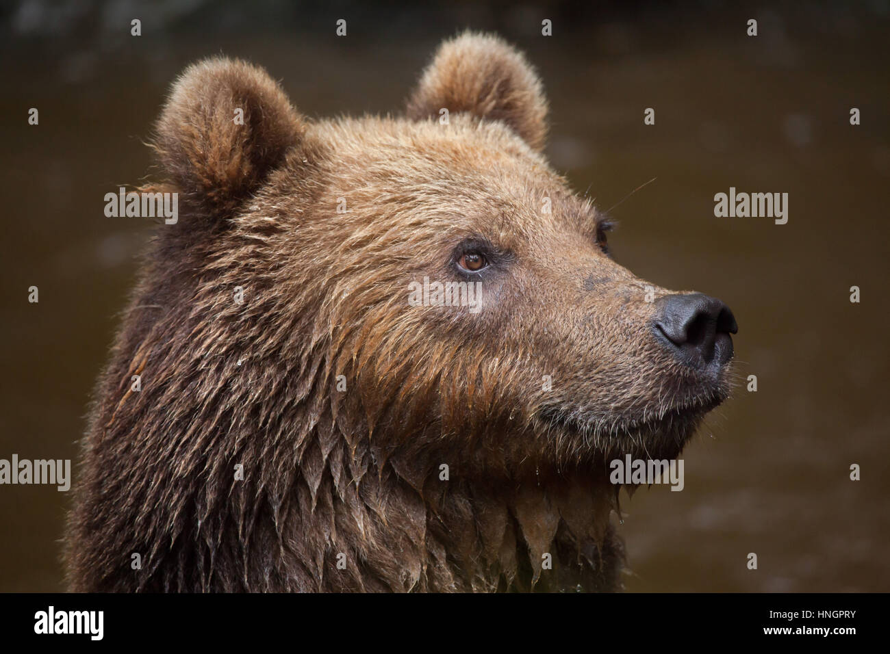 Kamchatka brown bear (Ursus arctos beringianus), also known as the Far Eastern brown bear. Stock Photo