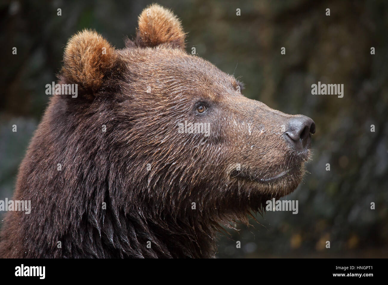 Kamchatka brown bear (Ursus arctos beringianus), also known as the Far Eastern brown bear. Stock Photo