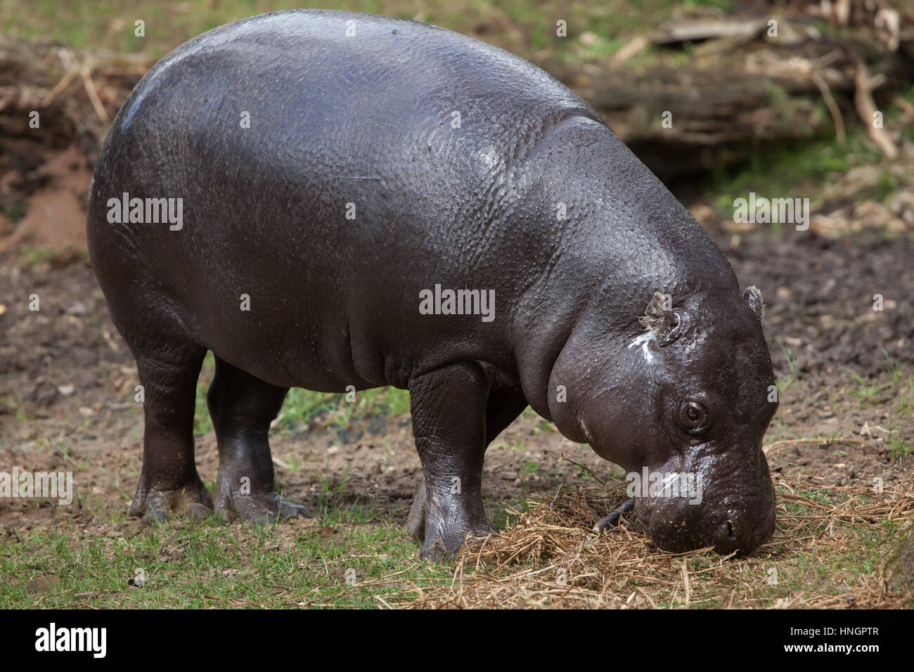 Pygmy hippopotamus (Choeropsis liberiensis). Stock Photo