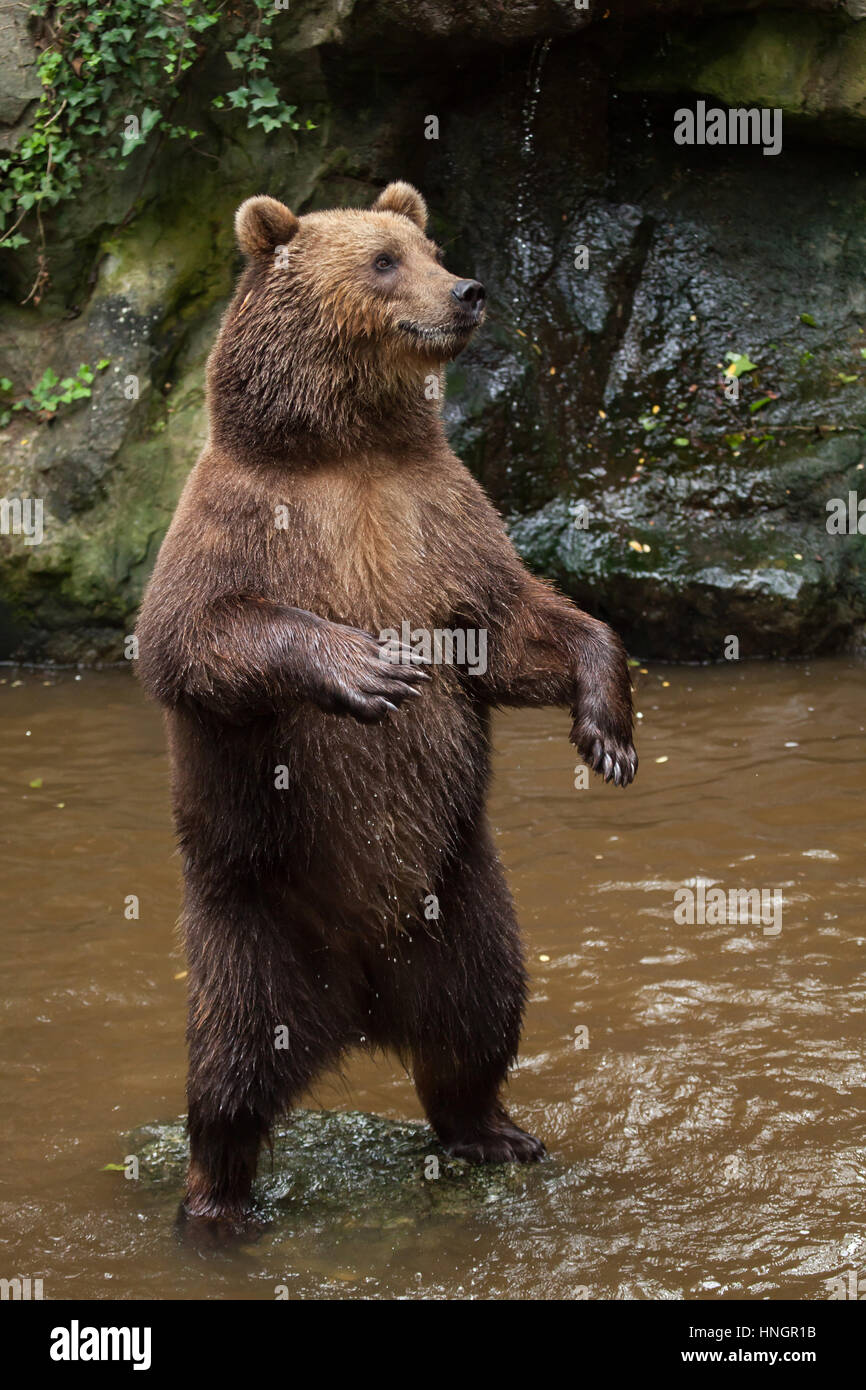 Kamchatka brown bear (Ursus arctos beringianus), also known as the Far Eastern brown bear standing on its hind legs at La Fleche Zoo in the Loire Valley, France. Stock Photo