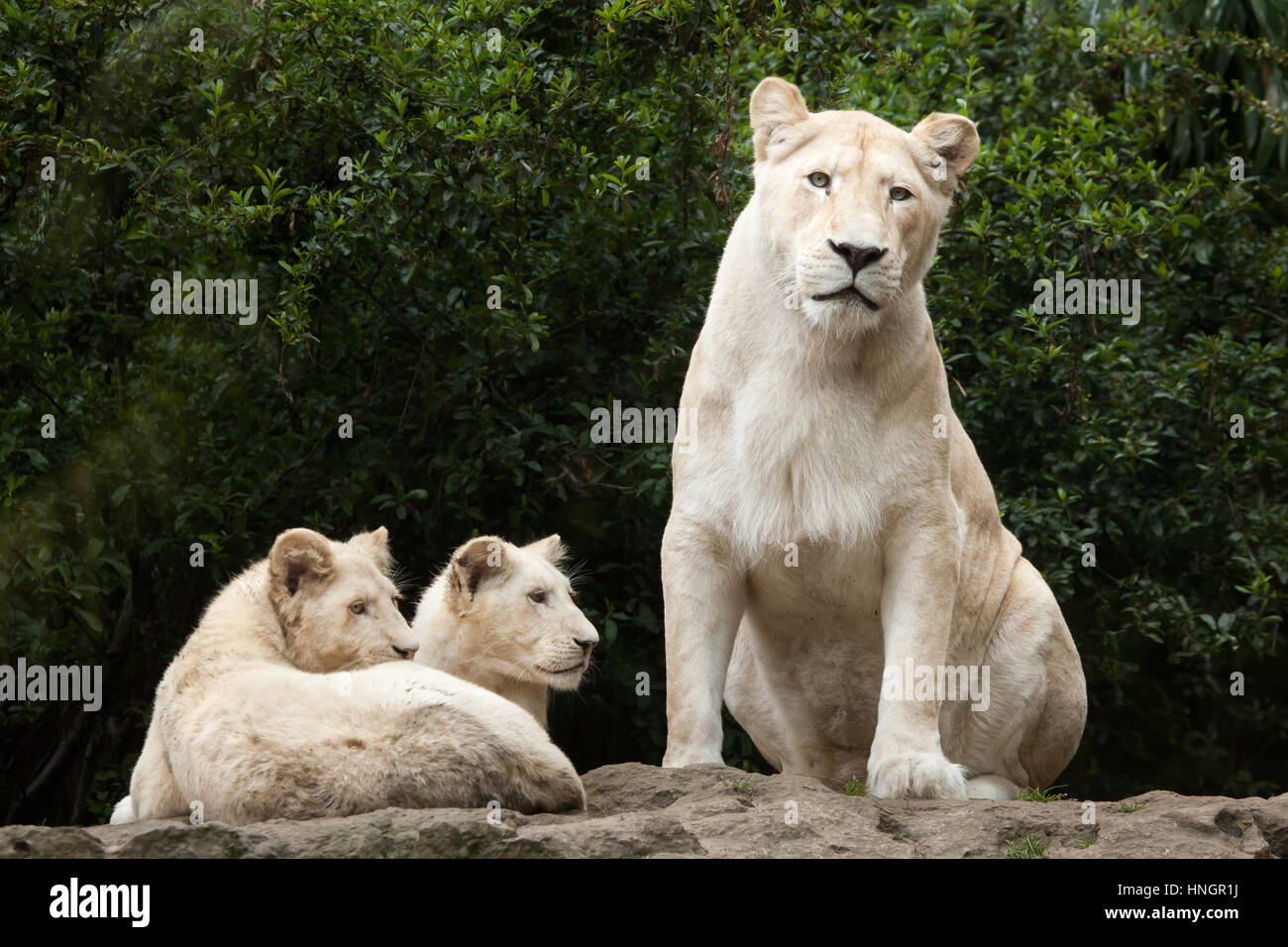 Female white lion with two newborn lion cubs at La Fleche Zoo in the Loire Valley, France. The white lion is a colour mutation of the Transvaal lion (Panthera leo krugeri), also known as the Southeast African lion or Kalahari lion. Two white lion cubs were born on December 2, 2015. Stock Photo