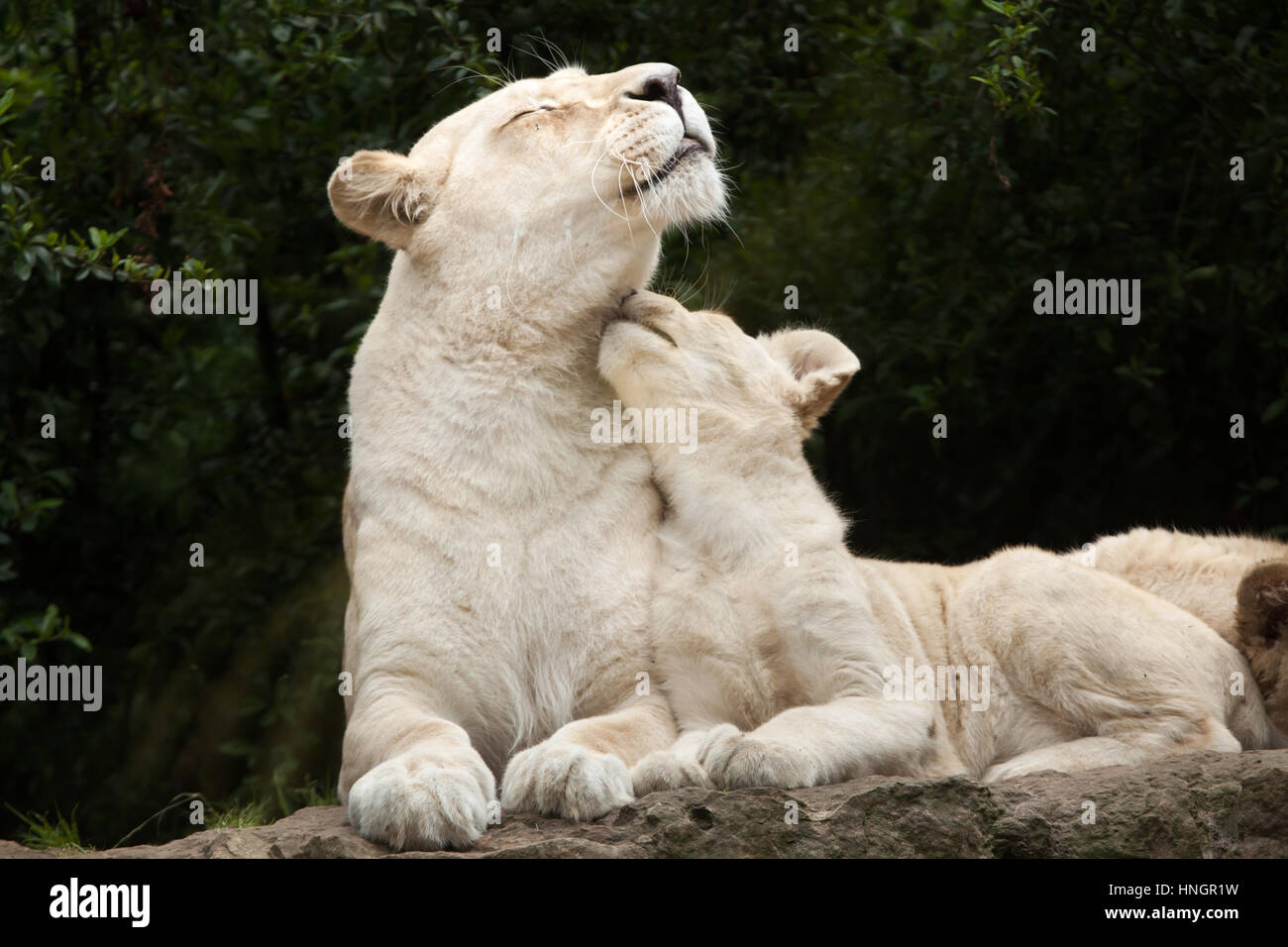 Female white lion with two newborn lion cubs at La Fleche Zoo in the Loire Valley, France. The white lion is a colour mutation of the Transvaal lion (Panthera leo krugeri), also known as the Southeast African lion or Kalahari lion. Two white lion cubs were born on December 2, 2015. Stock Photo