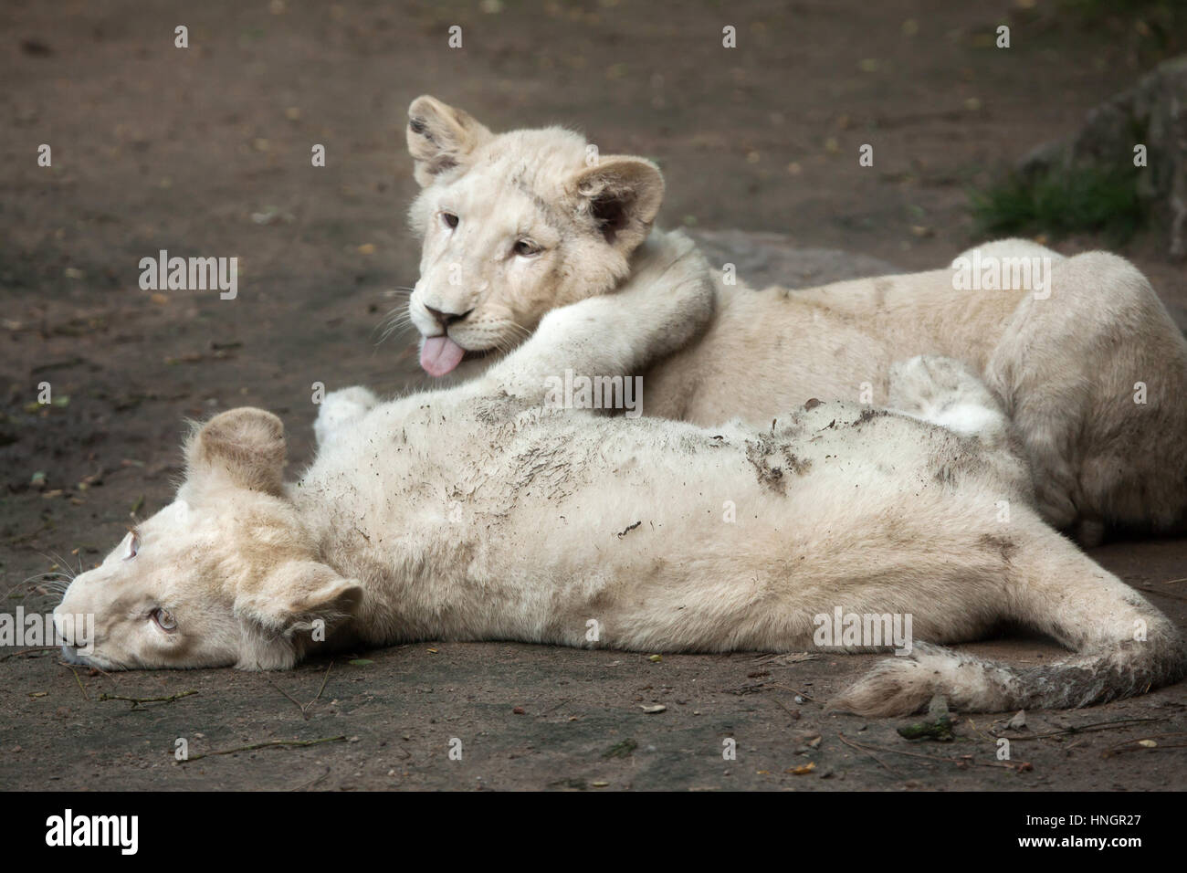 Two newborn white lion cubs at La Fleche Zoo in the Loire Valley, France. The white lion is a colour mutation of the Transvaal lion (Panthera leo krugeri), also known as the Southeast African lion or Kalahari lion. Two white lion cubs were born on December 2, 2015. Stock Photo