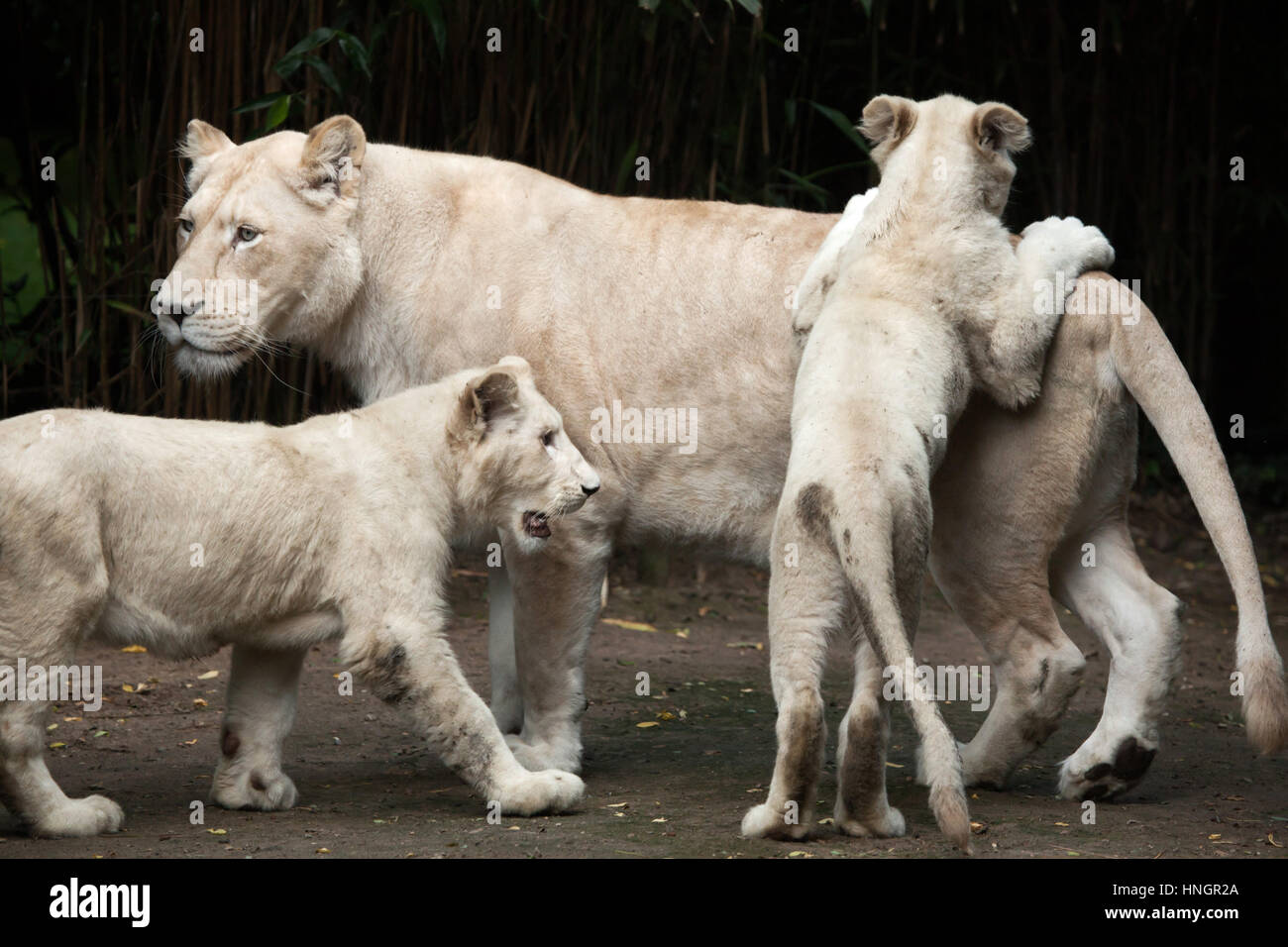 Female white lion with two newborn lion cubs at La Fleche Zoo in the Loire Valley, France. The white lion is a colour mutation of the Transvaal lion (Panthera leo krugeri), also known as the Southeast African lion or Kalahari lion. Two white lion cubs were born on December 2, 2015. Stock Photo