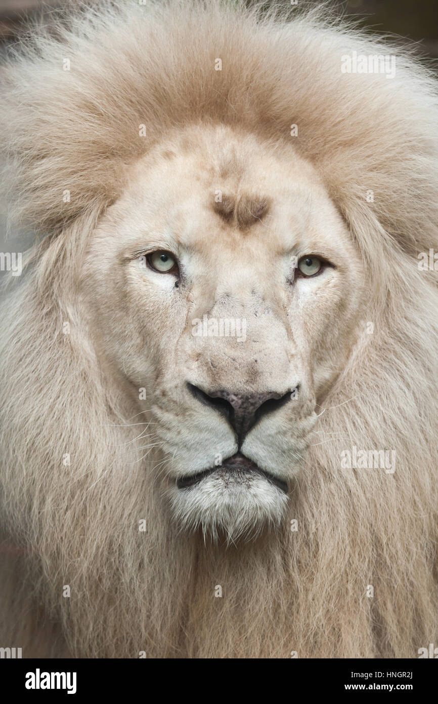 Male white lion. The white lion is a colour mutation of the Transvaal lion (Panthera leo krugeri), also known as the Southeast African lion or Kalahari lion. Stock Photo