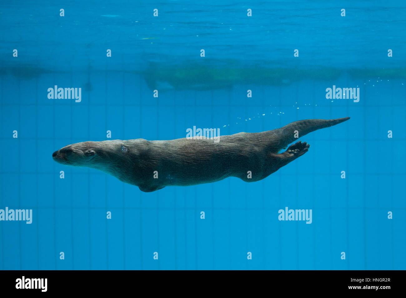 North American river otter (Lontra canadensis), also known as the Northern river otter. Stock Photo