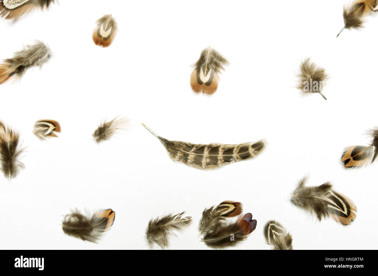 A composition of feathers on white background Stock Photo - Alamy