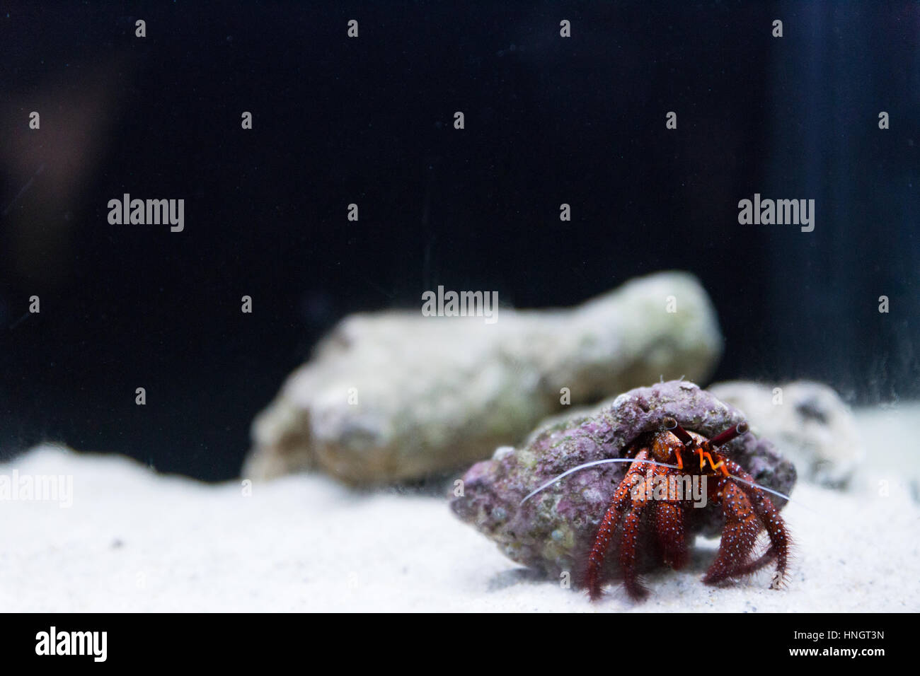 hermit crab on sand in water tank aquarium Stock Photo Alamy