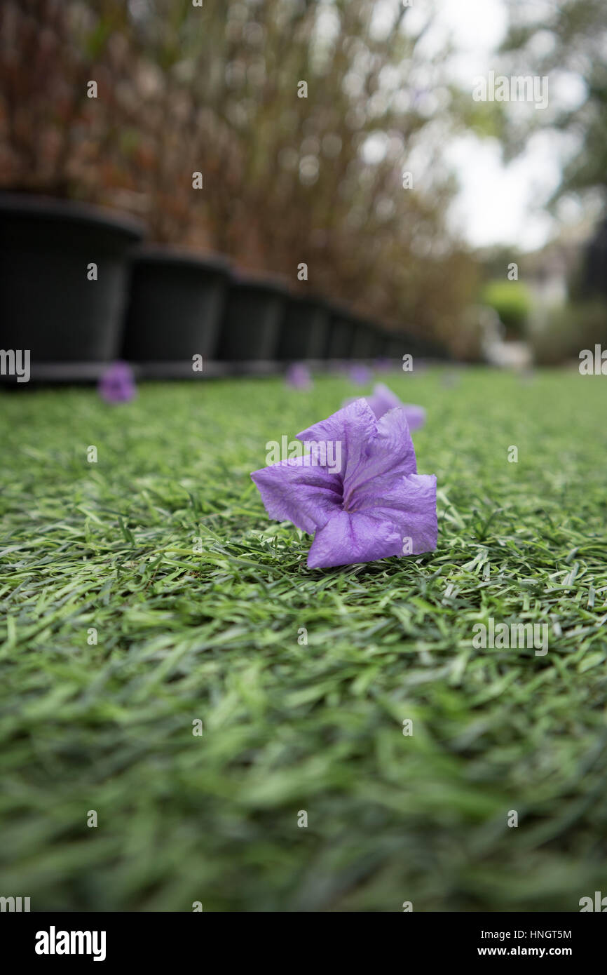 Ruellia Tuberosa Waterkanon purple flower on artificial grass Stock