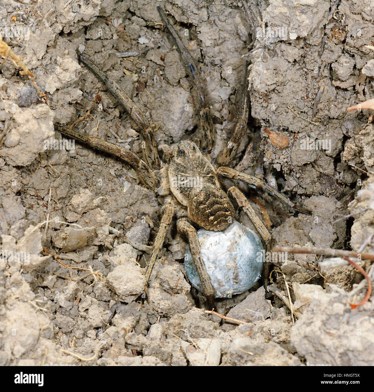 Wolf Spider (Tasmanicosa leuckarti, formerly Lycosa leuckarti) with egg sac, Wentworth, New South Wales, Australia Stock Photo