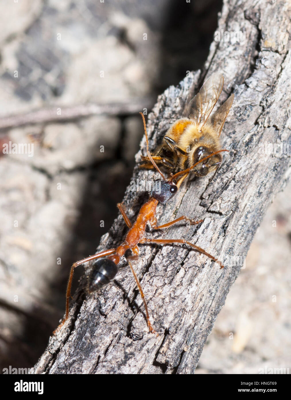 Bull Ant (Myrmecia nigriceps) with prey, Wentworth, New South Wales, Australia Stock Photo