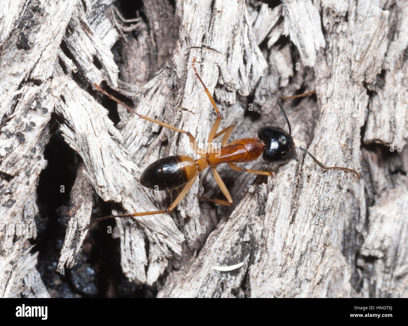 Banded Sugar Ant (Camponotus consobrinus), Wentworth, New South Wales ...