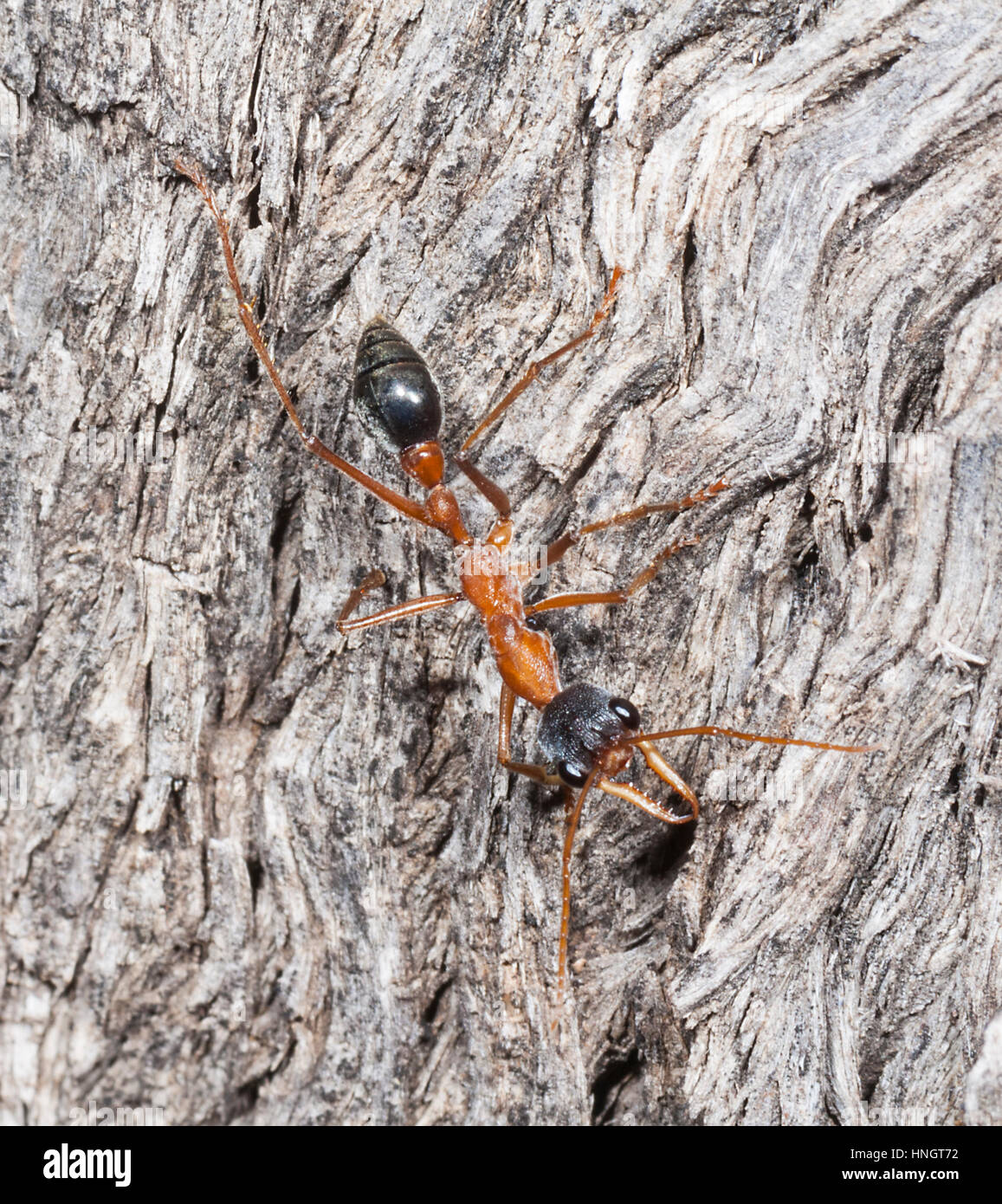 Bull Ant (Myrmecia desertorum), Wentworth, New South Wales, NSW, Australia Stock Photo