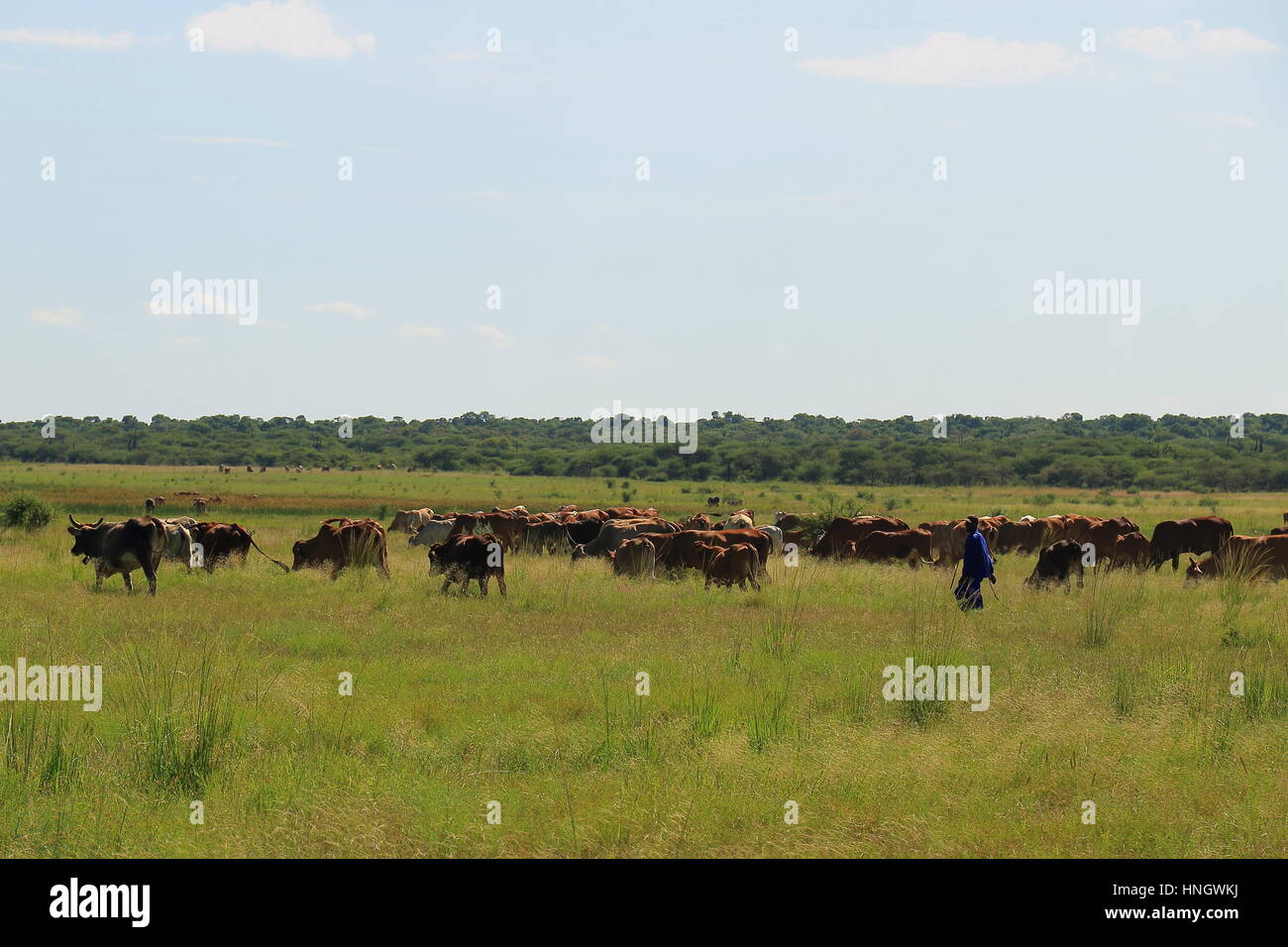 A herdsman and his cattle on a subsistence farm in rural South Africa image with copy space in landscape format Stock Photo