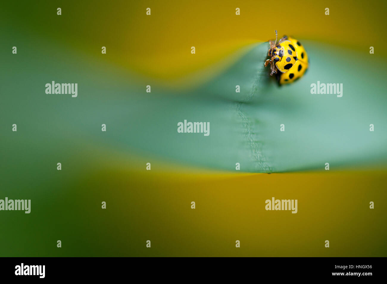 Yellow ladybug with black spots on a green grass straw macro closeup Stock Photo Alamy