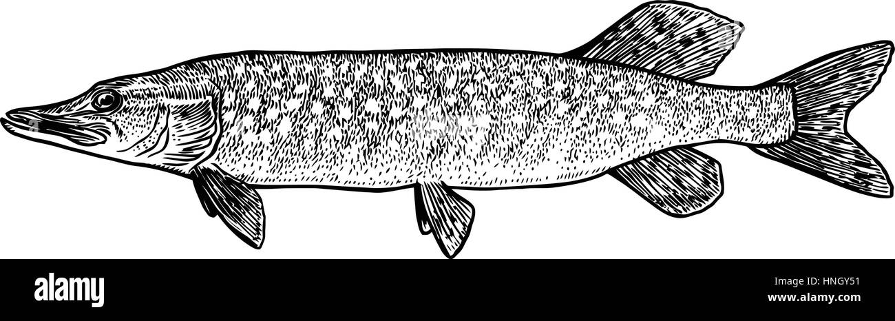 732 Fish Line Drawing Stock Photos - Free & Royalty-Free Stock