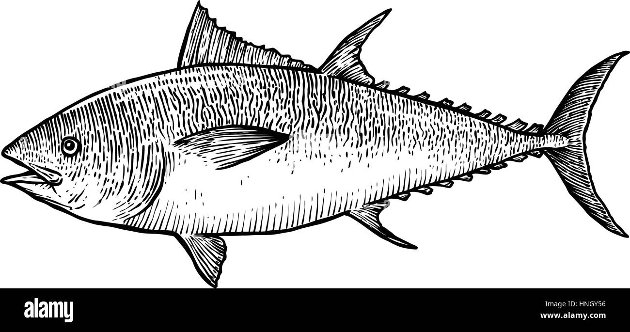 16,981 Tuna Fish Drawing Images, Stock Photos & Vectors | Shutterstock