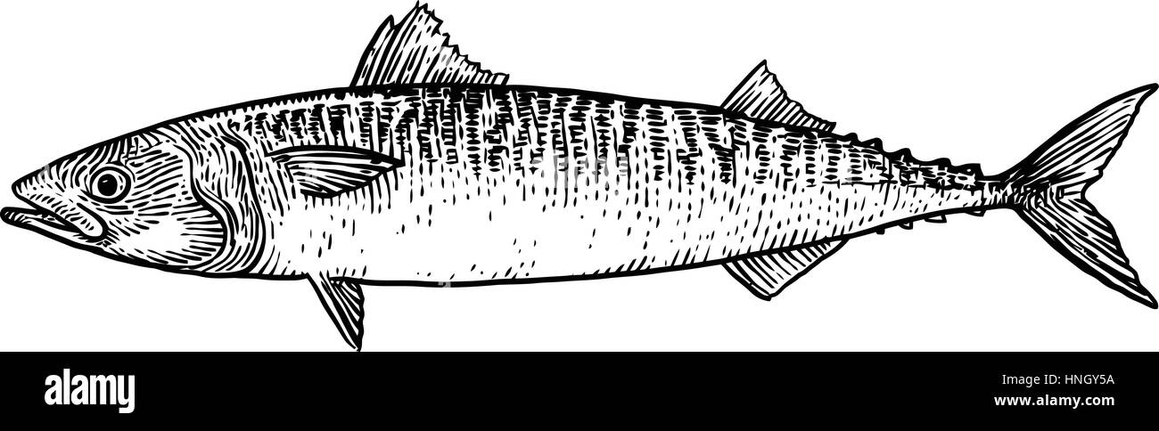 Mackerel fish illustration, drawing, engraving, line art, realistic Stock  Vector Image & Art - Alamy