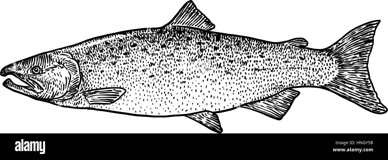 Salmon fish illustration, drawing, engraving, line art, realistic Stock Vector